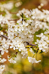 branch with white flowers