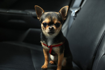 Dog sitting in a car seat