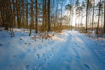 Winter polish forest