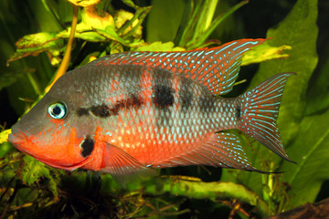 Mexican Fire Mouth (Thorichthys meeki) - male