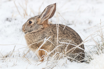 Cottontail Rabbit in Snow