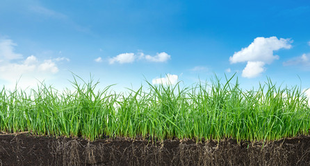 Green section of grass with the soil and roots under blue sky