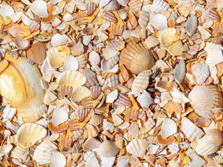 yellow shell on sea beach, seamless textured pattern