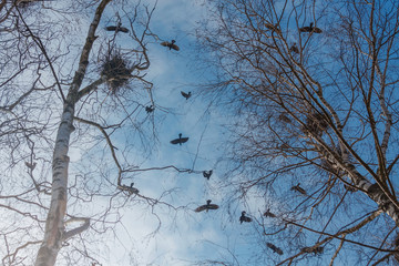 In the blue sky soar rooks. Birds flew from the South and enjoy the spring. Rooks build their nests in the trees.