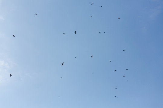 In the blue sky soar rooks. Birds flew from the South and enjoy the spring.