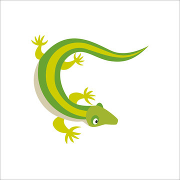 Chinese water dragon lizard vector illustration.