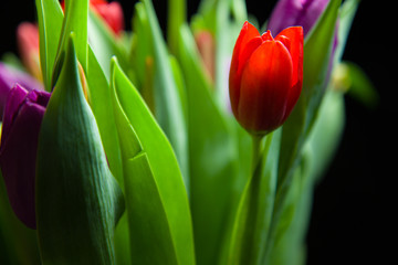 Naklejka premium Red and purple tulips