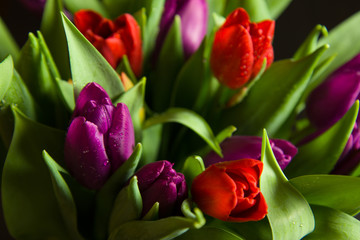 Red and purple tulips