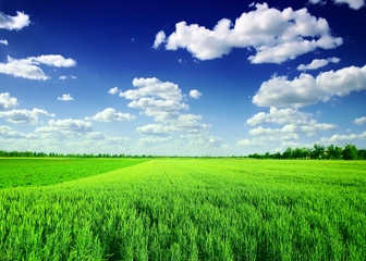 green wheat field