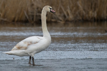 Swan on ice while snowing