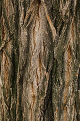 Obraz premium Tree bark texture background