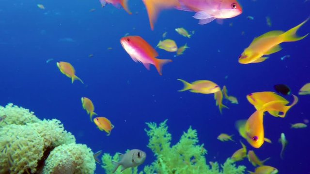 Beautiful Underwater Colorful Corals and Fish. Picture of a beautiful underwater colorful fish scalefin anthias fish and broccoli coral in the tropical reef of the Red Sea, Dahab, Egypt.