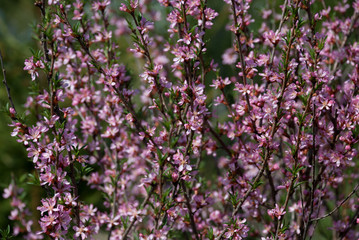 Large shrub with a scattering of small pink flowers on green background with shallow depth of field