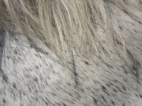 HorseMane.JPG