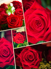 Collage of red rose closeup with drop. 