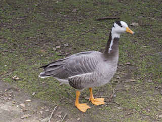 Bar-headed Goose, Anser indicus, on the ground