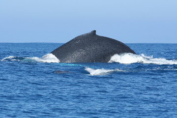 Whale Back