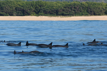 Dolphin Party