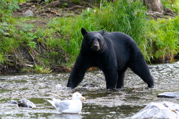 Black Bear Strut