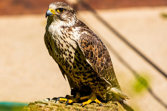 Falke
