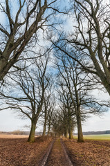 Fototapeta na wymiar Feldweg mit alter Eichenallee, Quercus, Baumbestand, Naturschutz, Laubbäume im Winter