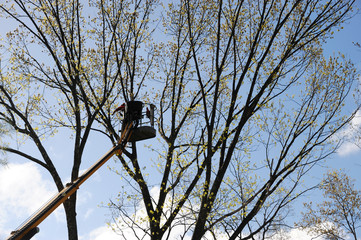 outdoor worker cut tree branches on the crane platform 
