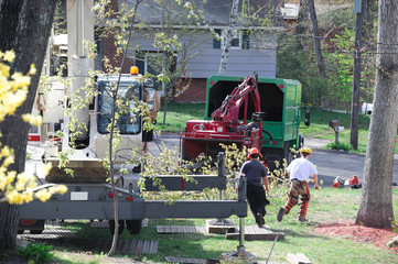 equipment and workers at tree removal site
