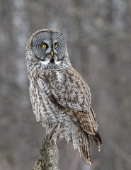 Great Grey Owl Perched in Tree in Winter