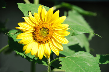 close up on single sunflower blooming