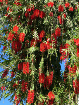 Trauer-Zylinderputzer (Callistemon Viminalis)