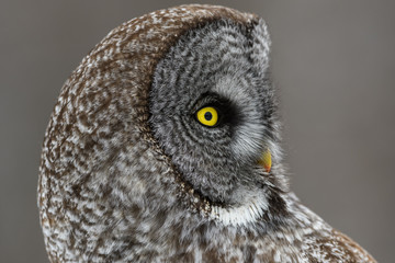 Great Gray Owl Portrait