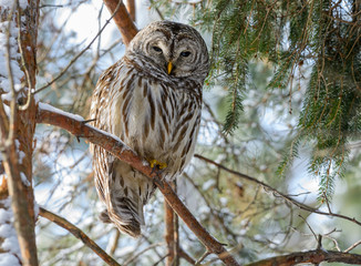 Barred Owl  