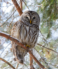 Barred Owl in Winter
