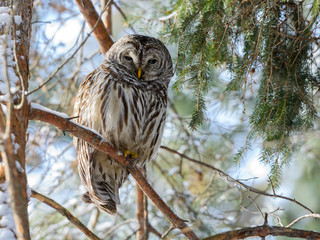 Fototapeta premium Barred Owl in Winter