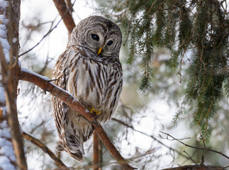 Fototapeta premium Barred Owl Perched in Tree in Winter