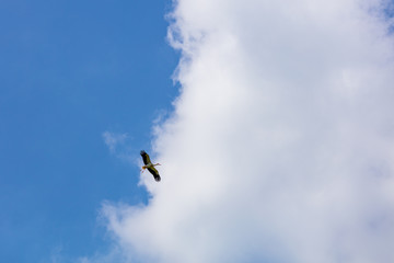 Storch