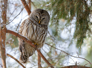 Barred Owl in Winter