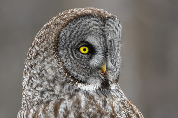 Great Gray Owl Portrait