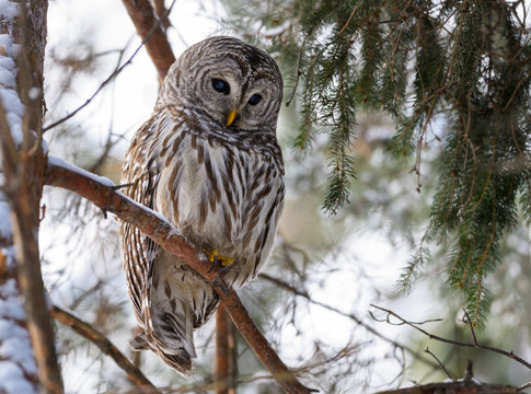 Barred Owl Perched in Tree in Winter