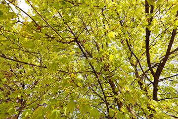 Fototapeta premium Linden tree