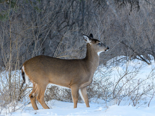White-tailed Deer Doe in Winter