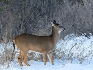 Obraz premium White-tailed Deer Doe in Winter
