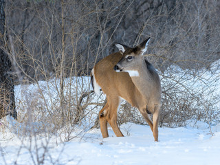 White-tailed Deer Doe in Winter