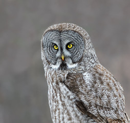 Great Grey Owl Portrait