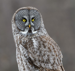 Great Grey Owl Portrait