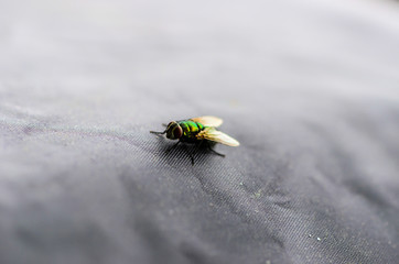 Tiny fly colorful macro
