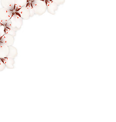 Border Made in Sakura Flowers Blossom