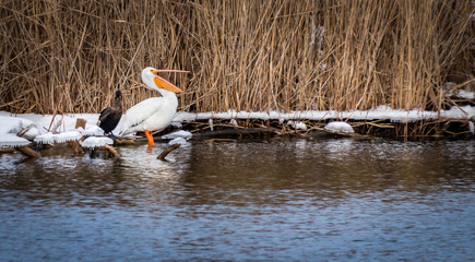 White pelican yawning with cormorant