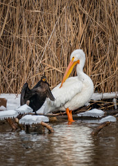 White pelican and cormorant
