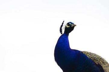 Isolated peacock on white